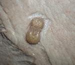 Elrathia kingii (MEEK 1870) & Peronopsis interstricta (WHITE 1874) - Bild &copy; FossNet FossilienStore